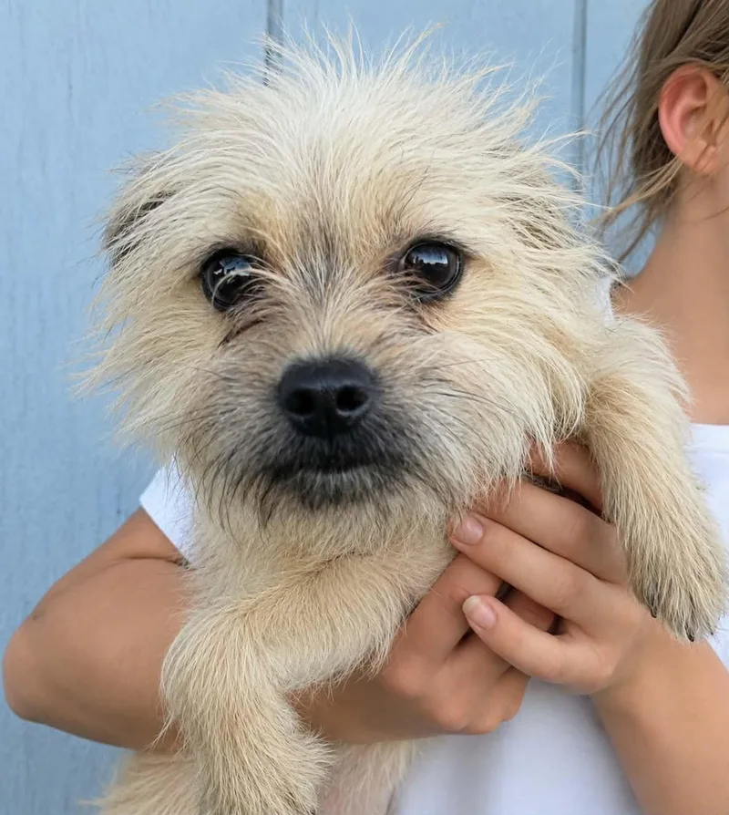 A young small-sized female Cairn Terrier dog named Sugar Dragon for adoption in Mukwonago, WI