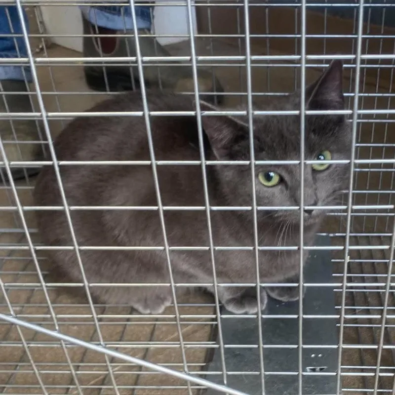A young medium-sized female Gray / Blue / Silver Domestic Short Hair cat named Titmouse for adoption in Huntington, WV