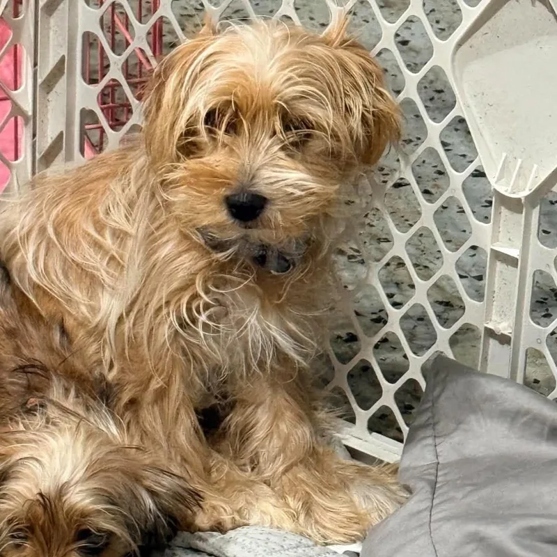 A young small-sized male Yorkshire Terrier dog named Roux for adoption in Grand Forks, ND