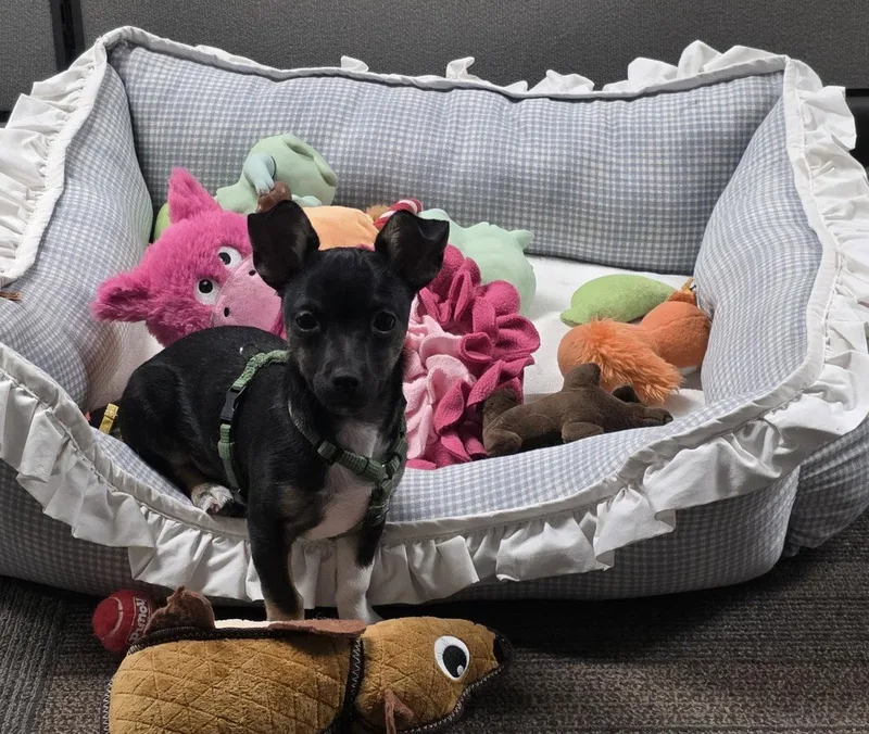 A young medium-sized female Chihuahua dog named Bean for adoption in Littleton, CO