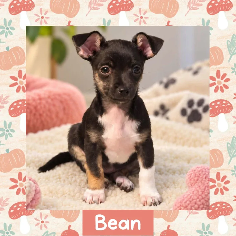 Bean thumbnail 2