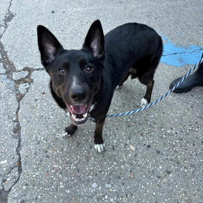 Maya