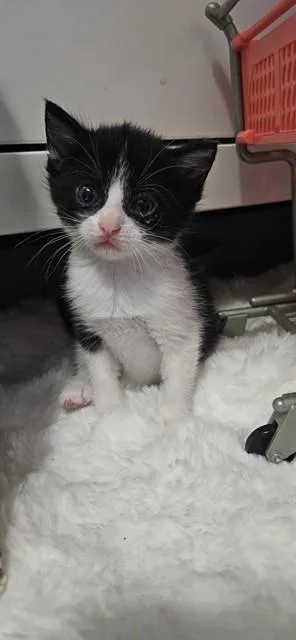 A baby small-sized female Domestic Short Hair cat named Debbie for adoption in Fort Walton Beach, FL