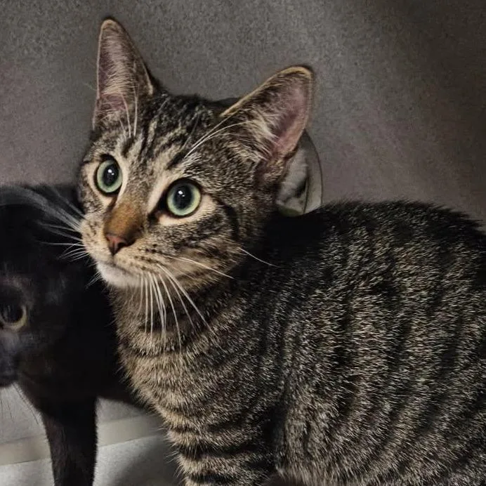A young small-sized female Brown / Chocolate Domestic Short Hair cat named Winnifred for adoption in Jersey City, NJ