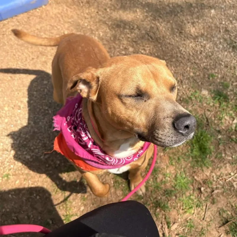 A young small-sized male Red / Chestnut / Orange American Staffordshire Terrier dog named Nomad for adoption in Greenville, SC