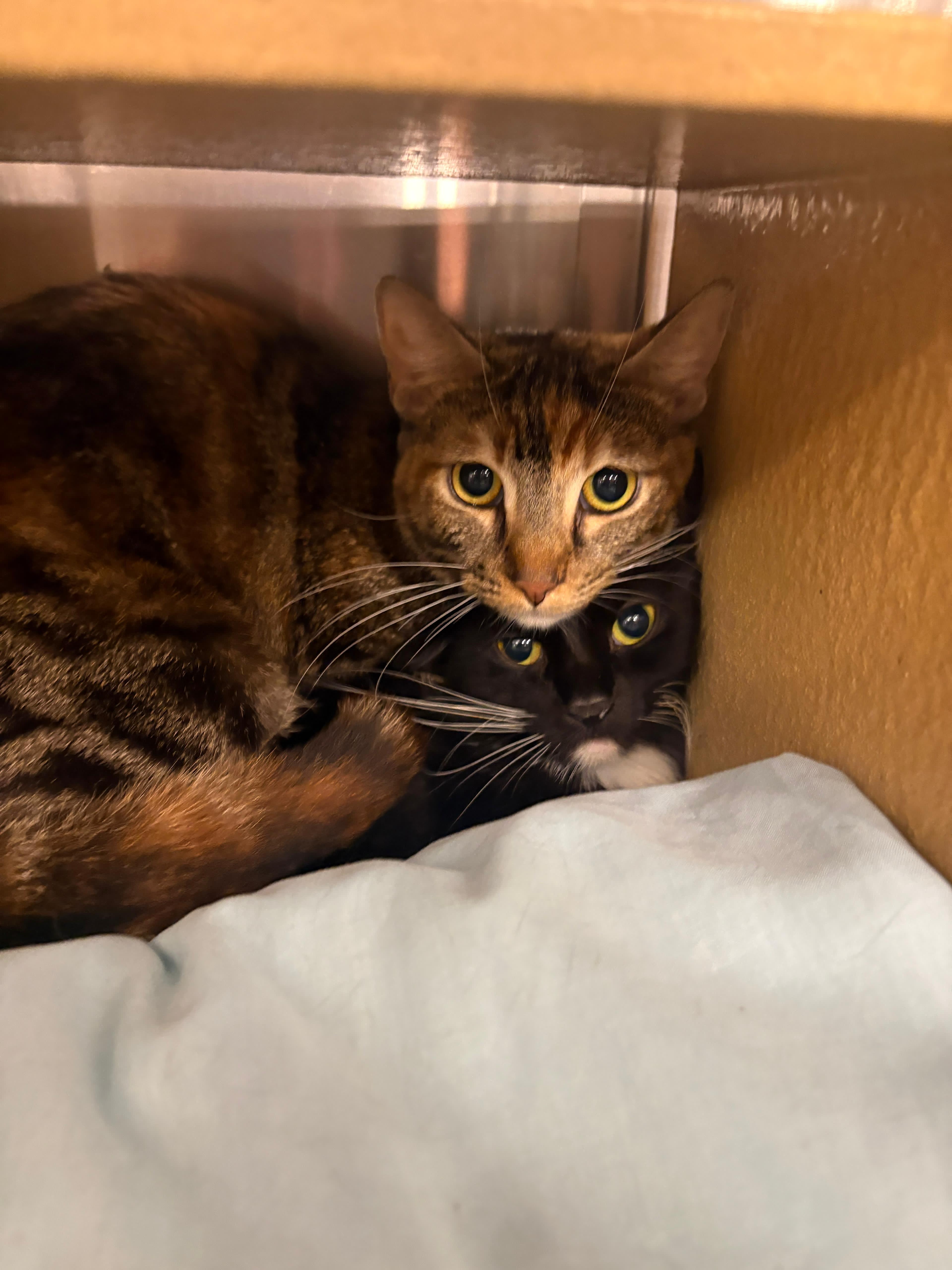 Citra And Brewster thumbnail 2