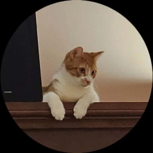 A young medium-sized male Orange & White Domestic Short Hair cat named Sherbert for adoption in Reading, PA