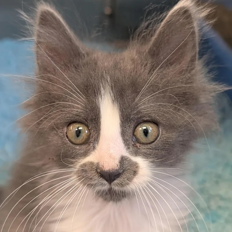 A baby medium-sized male Gray & White Domestic Medium Hair cat named Brontosaurus for adoption in Jefferson, WI
