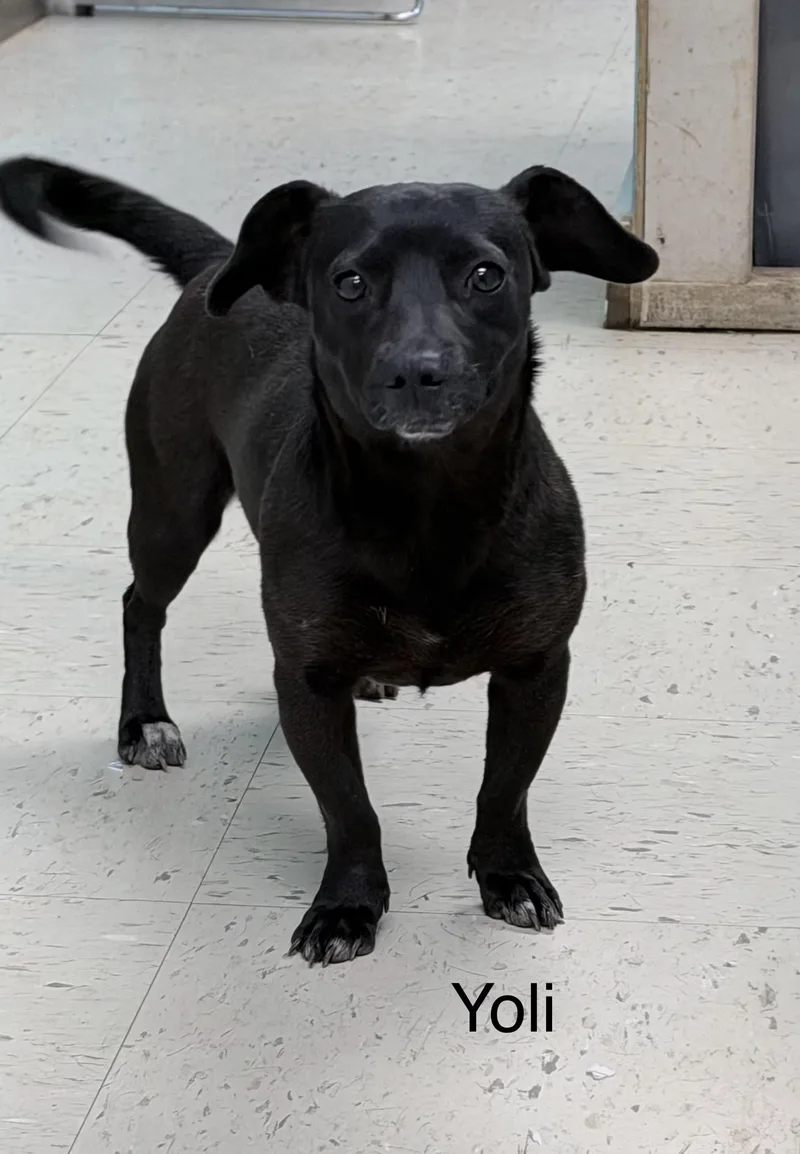 An adult small-sized female Black Dachshund dog named Yoli for adoption in Sylacauga, AL