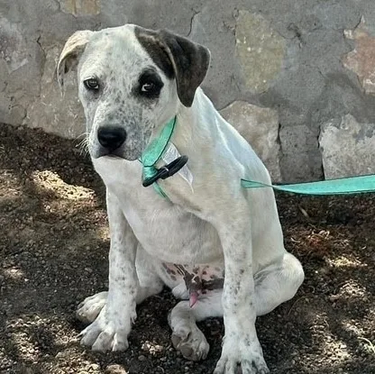 A young medium-sized male Mixed Breed dog named Astro for adoption in El Paso, TX
