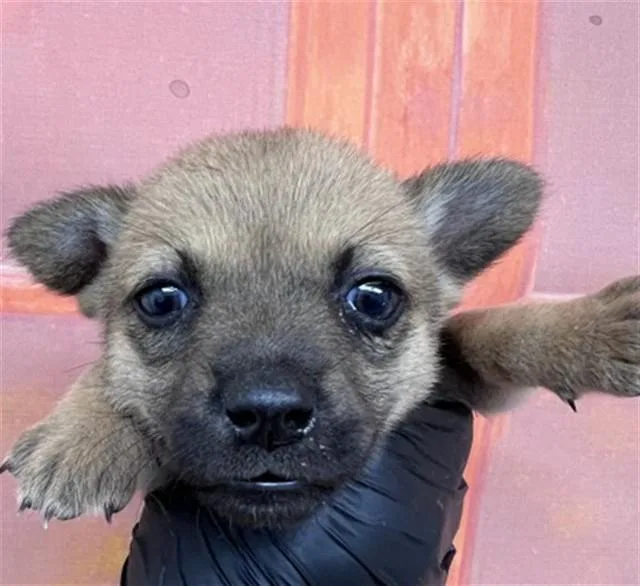 A baby small-sized female Chihuahua dog named Hermione for adoption in San Bernardino, CA