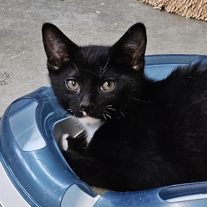 A baby medium-sized male Black & White / Tuxedo American Shorthair cat named Mr. M for adoption in Pinedale, WY