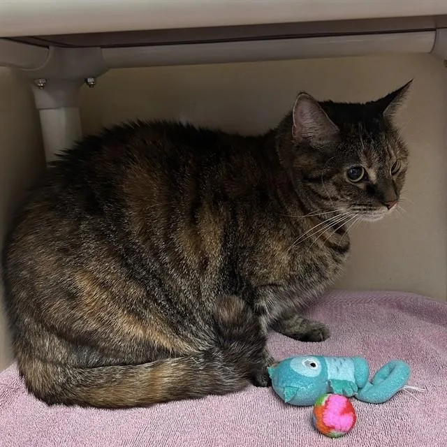 An adult large-sized female Domestic Short Hair cat named Fiji for adoption in Lincolnton, NC