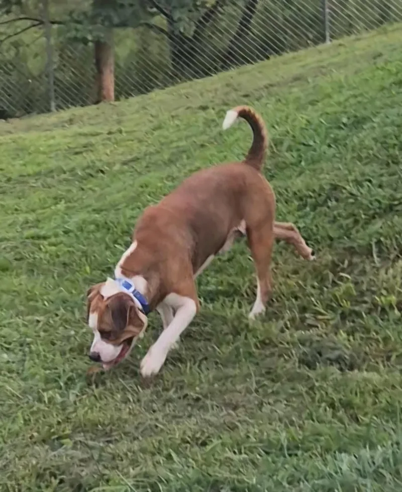 A young medium-sized male Red / Chestnut / Orange Mixed Breed dog named Thor for adoption in Clay City, KY