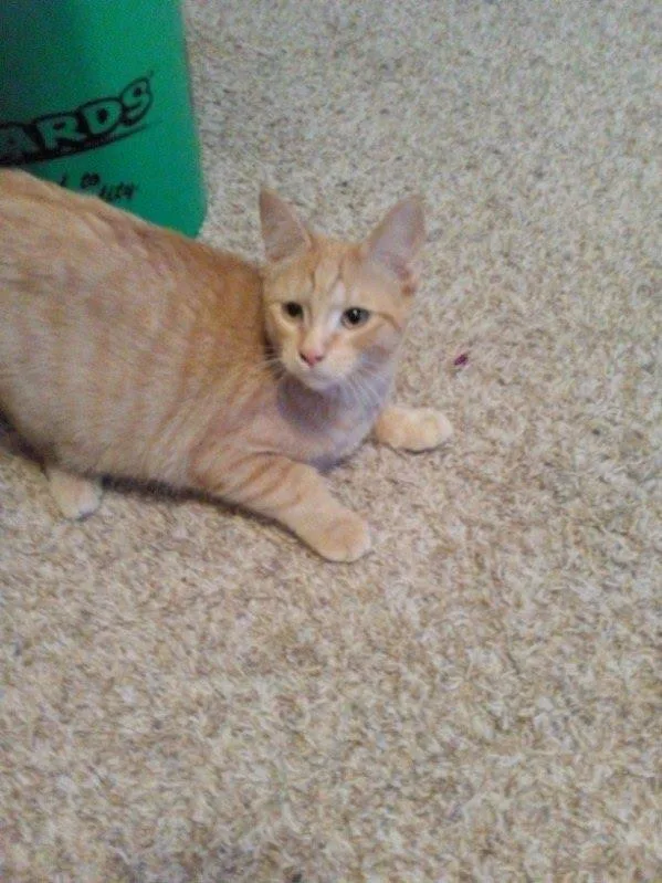 A young small-sized male Orange & White Domestic Short Hair cat named Aiden for adoption in Mound, MN