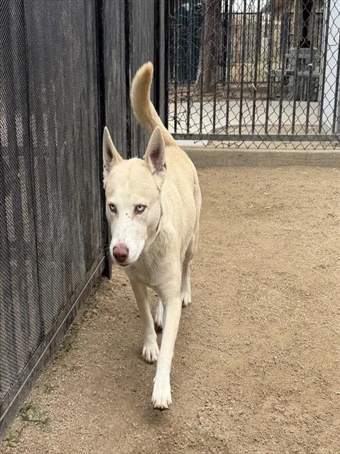 A young medium-sized female Siberian Husky dog named Winter for adoption in Riverside, CA