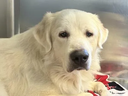 An adult extra large-sized male White / Cream Mixed Breed dog named Emery for adoption in Georgetown, TX