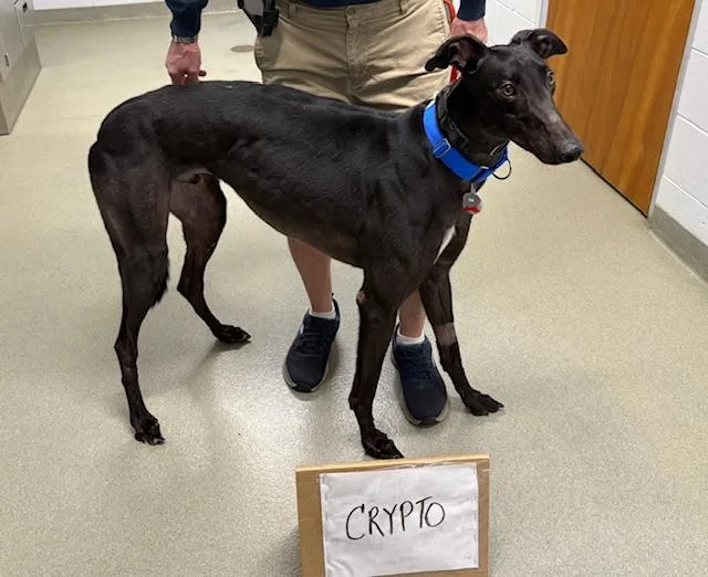 A young large-sized male Greyhound dog named Ff Crypto for adoption in Tarpon Springs, FL