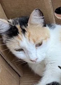 An adult small-sized female Domestic Short Hair cat named Pancake for adoption in San Antonio, TX