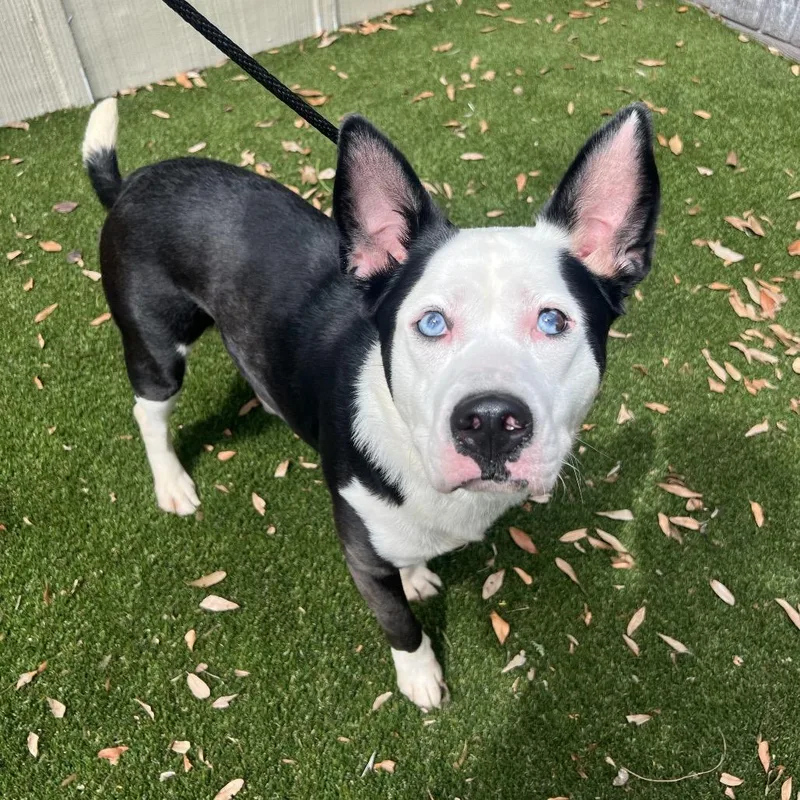 An adult medium-sized female Yellow / Tan / Blond / Fawn Border Collie dog named Fig for adoption in LOXAHATCHEE, FL