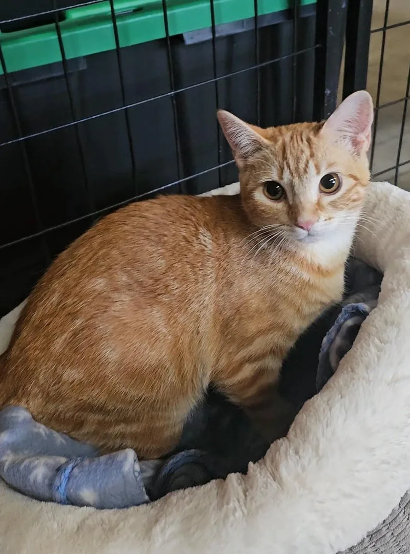 A baby medium-sized female American Shorthair cat named Dahlia for adoption in Pinedale, WY