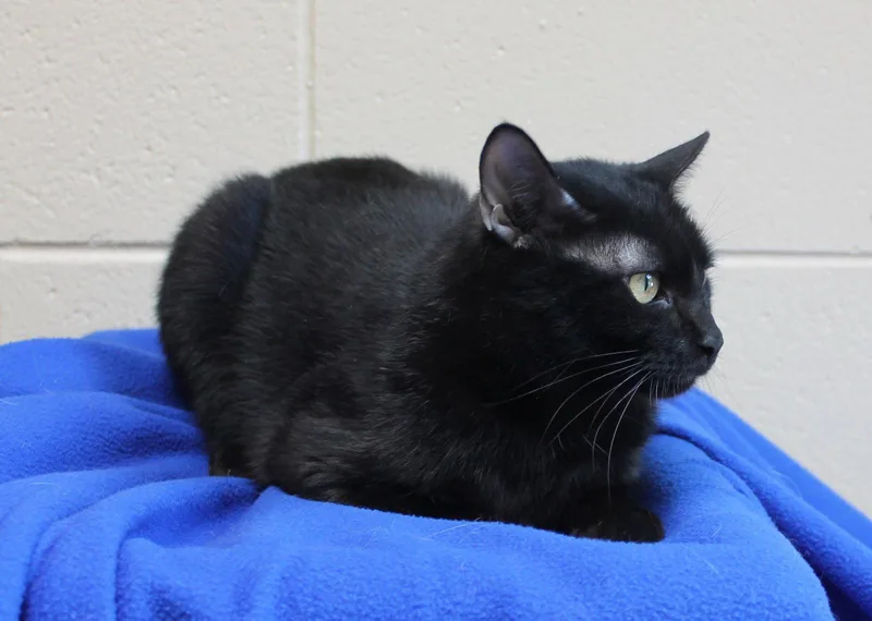 A baby medium-sized male Domestic Short Hair cat named Vlad for adoption in Prattville, AL