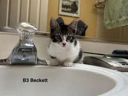 A baby small-sized male Domestic Short Hair cat named Celadon for adoption in Bellevue, WA