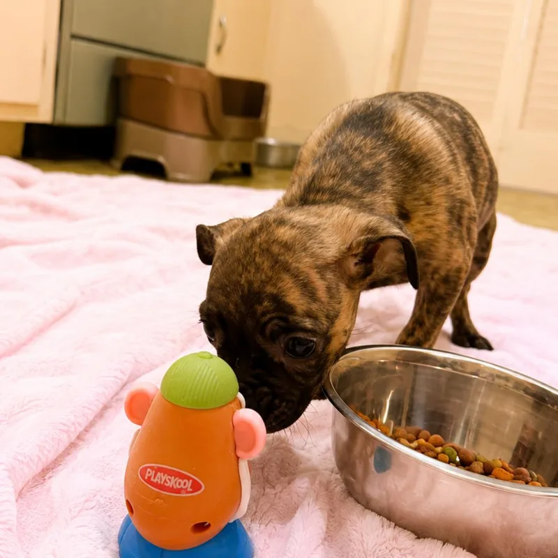 A baby small-sized female Pug dog named Penelope for adoption in Hillsborough , NC