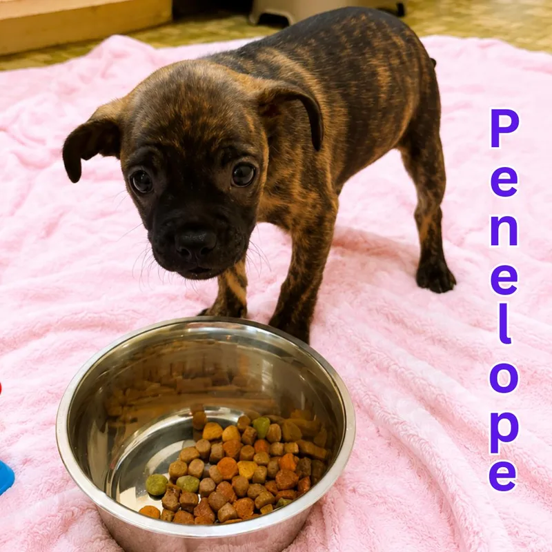 Penelope thumbnail 3