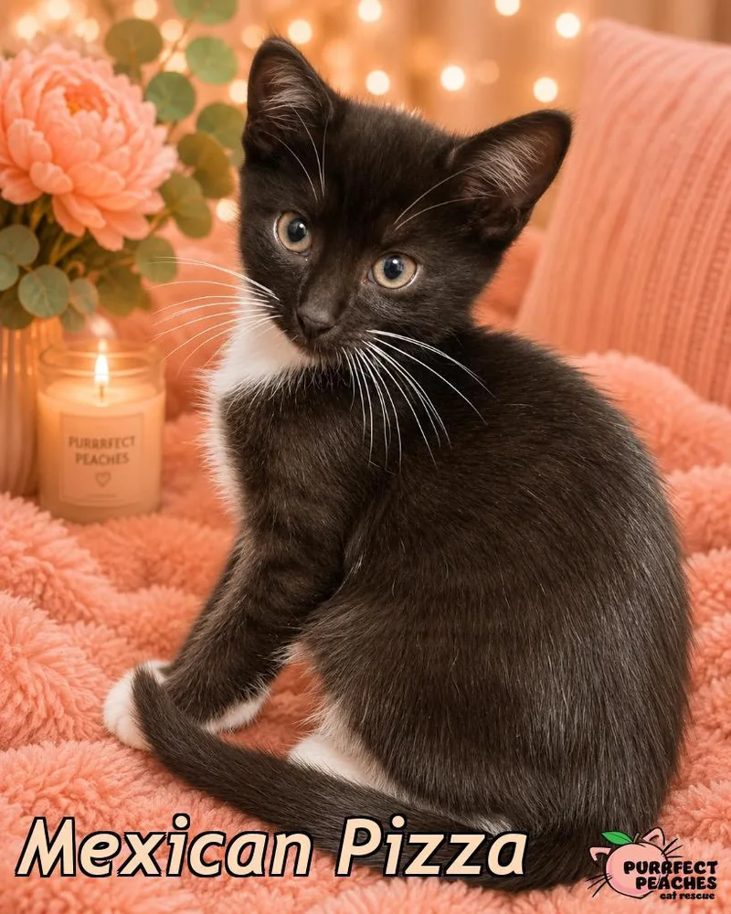 A baby medium-sized male Domestic Short Hair cat named Mexican Pizza for adoption in Douglasville, GA