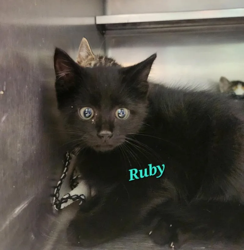 A baby small-sized female Domestic Short Hair cat named Ruby for adoption in Cambridge, MD