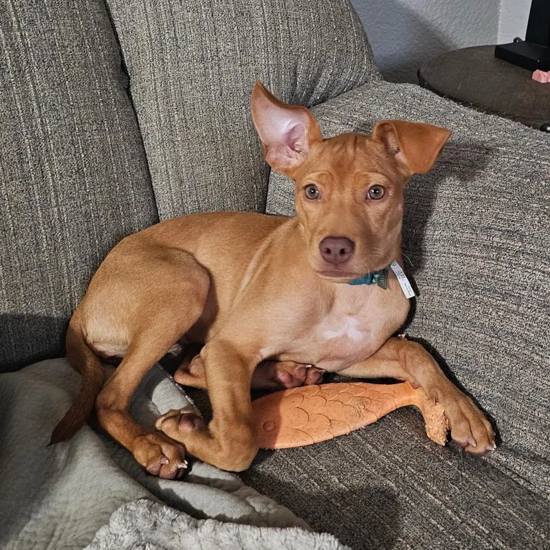 A baby medium-sized female Pit Bull Terrier dog named Possum for adoption in Brainerd, MN