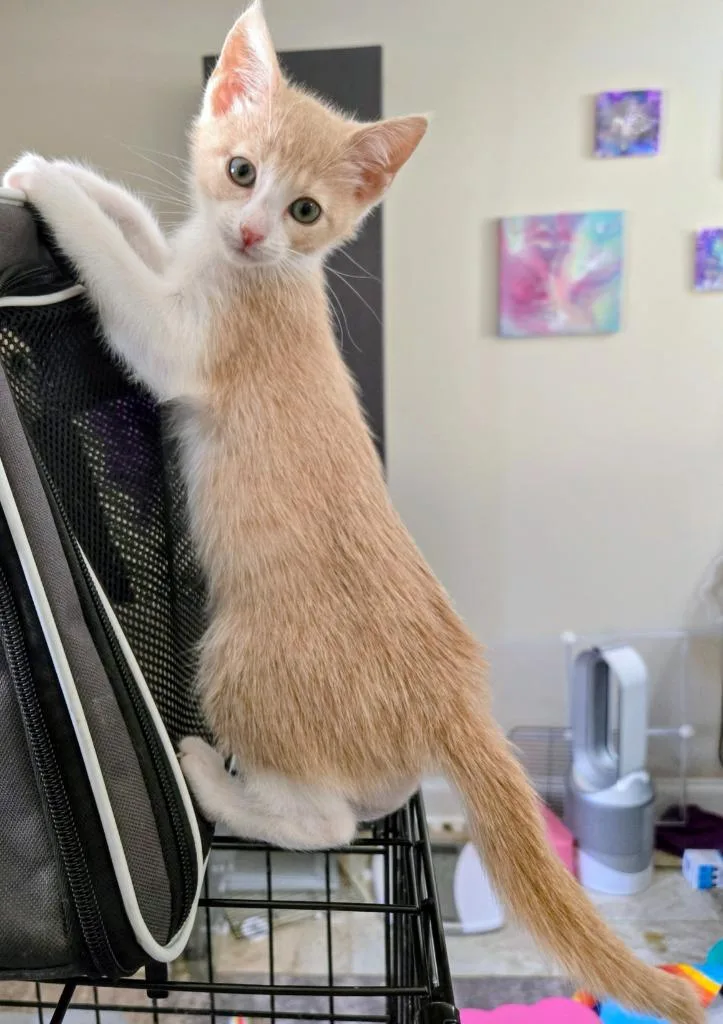 A baby medium-sized female Domestic Short Hair cat named Sherry for adoption in Evans, GA