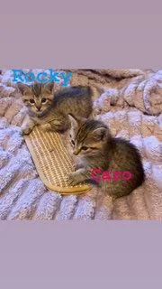A baby medium-sized male Domestic Short Hair cat named Rocky for adoption in Spring Lake, NJ
