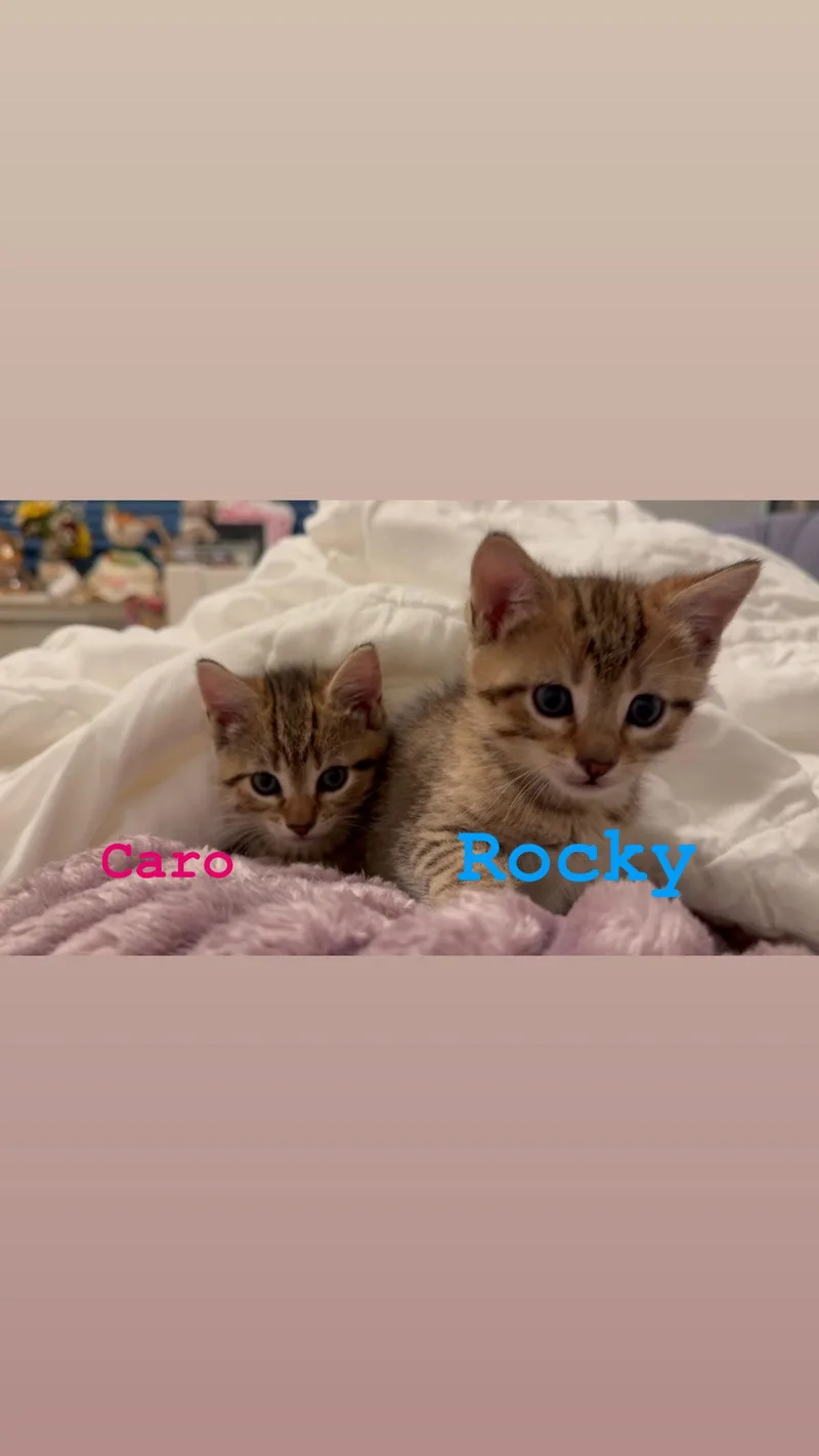 Rocky thumbnail 2