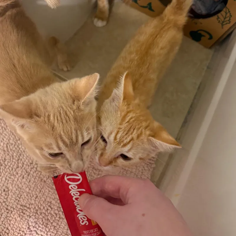Lily thumbnail 2