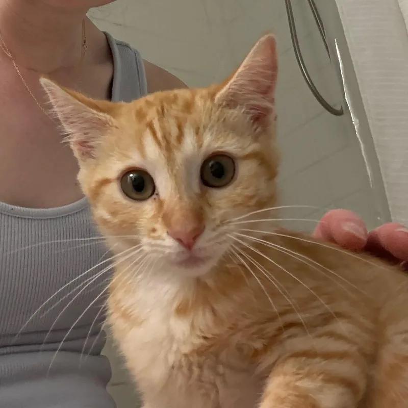 Lily thumbnail 3
