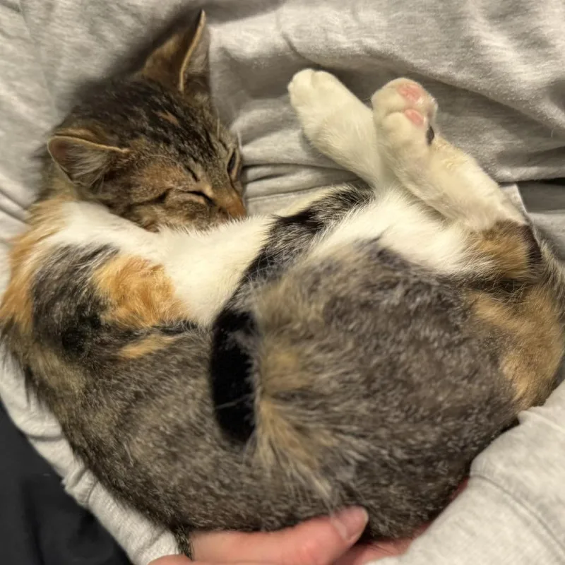 A young medium-sized female Calico Domestic Short Hair cat named Peggy Fuchs for adoption in Eagle Mountain, UT