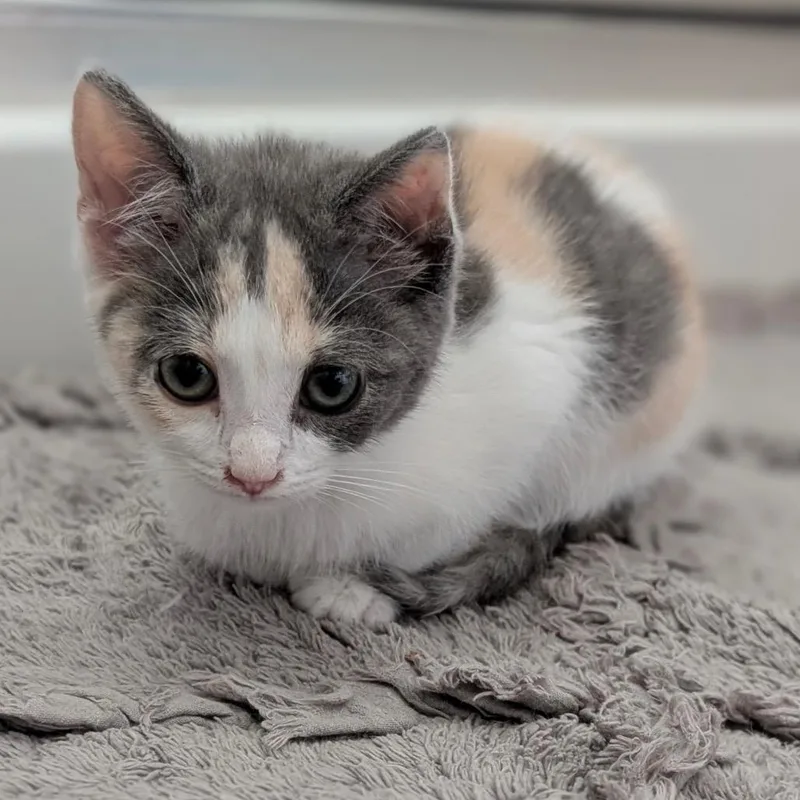 A baby small-sized female Calico Domestic Short Hair cat named Velma for adoption in Raleigh, NC