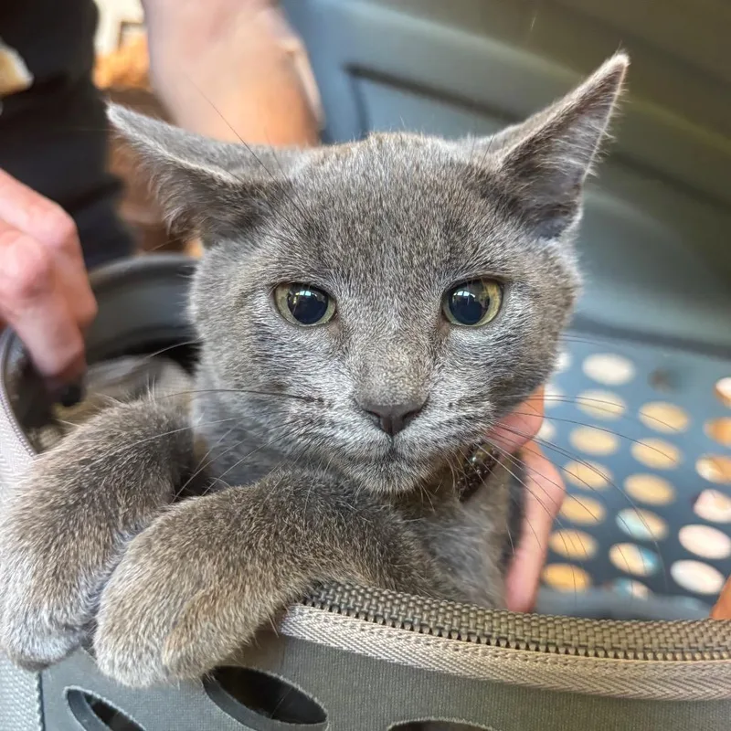 License Ngarth thumbnail 2