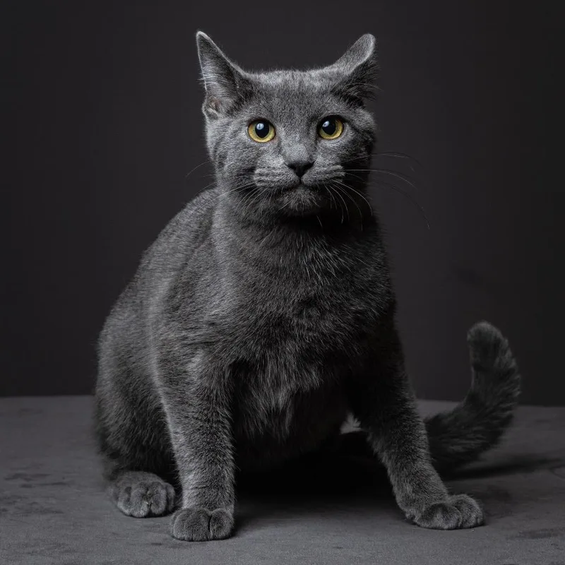 License Ngarth thumbnail 3