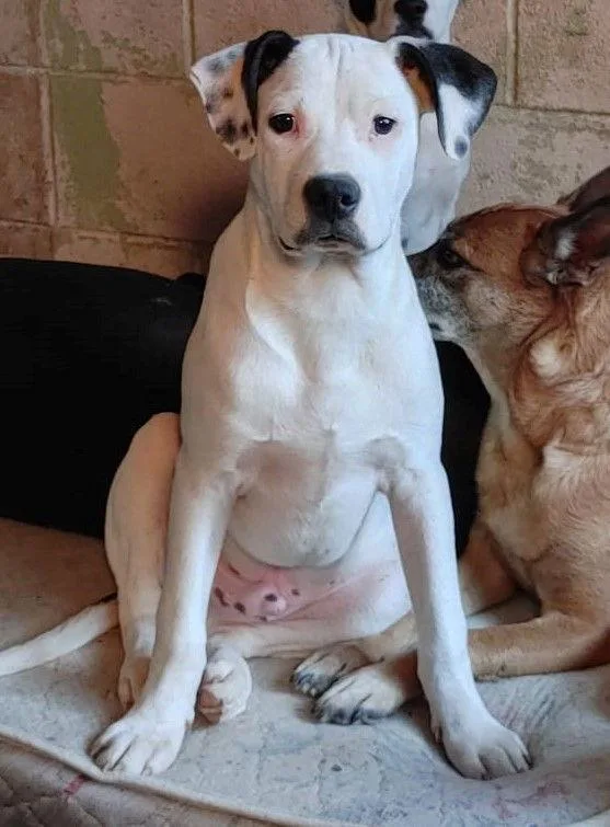 A young medium-sized male Mixed Breed dog named Bronson for adoption in Poland, IN