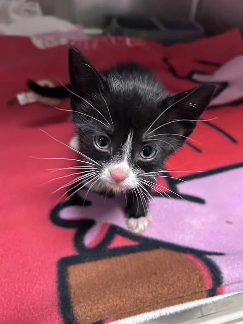 A baby medium-sized female Black & White / Tuxedo Domestic Short Hair cat named Hopscotch for adoption in Greensboro, NC