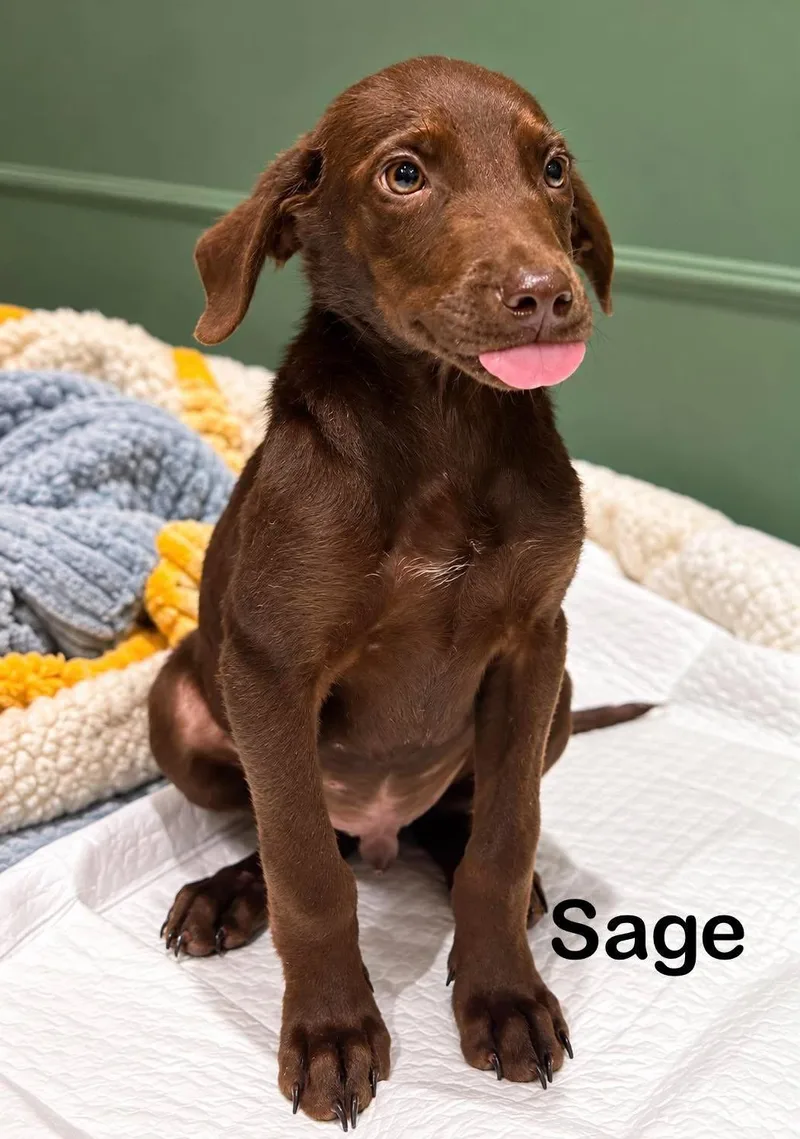A baby medium-sized male Labrador Retriever dog named Sage for adoption in New Baltimore, MI