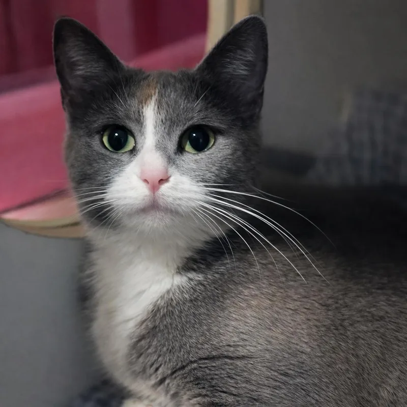 A young medium-sized female Gray / Blue / Silver Domestic Short Hair cat named Aziz for adoption in Brighton, MO