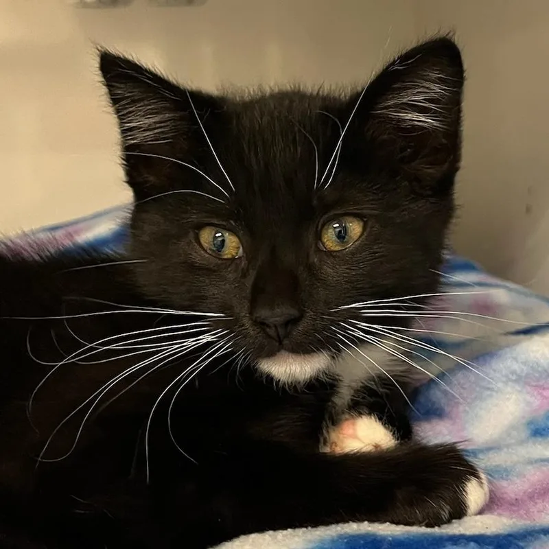 A baby small-sized female Black Domestic Short Hair cat named Checkers for adoption in Redwood City, CA