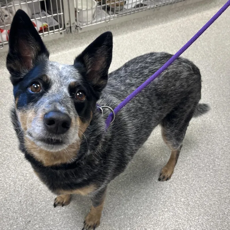 An adult medium-sized female Merle (Blue) Australian Cattle Dog / Blue Heeler dog named Azul for adoption in Kansas City, KS