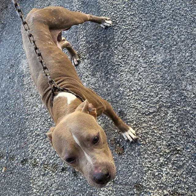 An adult medium-sized male American Staffordshire Terrier dog named Rocky for adoption in San Antonio, TX