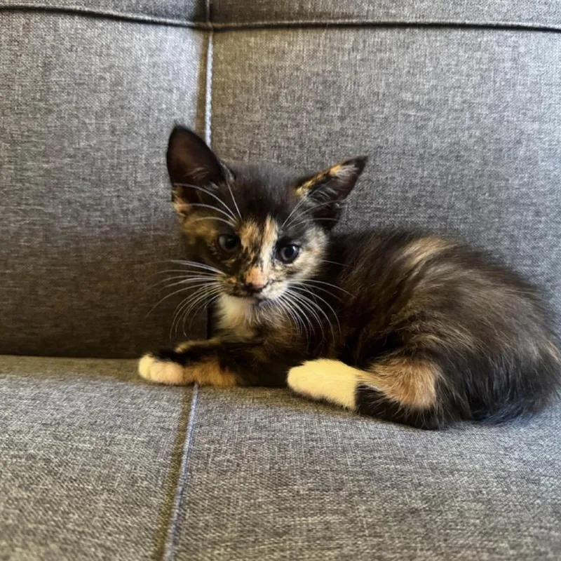 A baby small-sized female Tortoiseshell Domestic Short Hair cat named Peppercorn for adoption in Newark, NJ