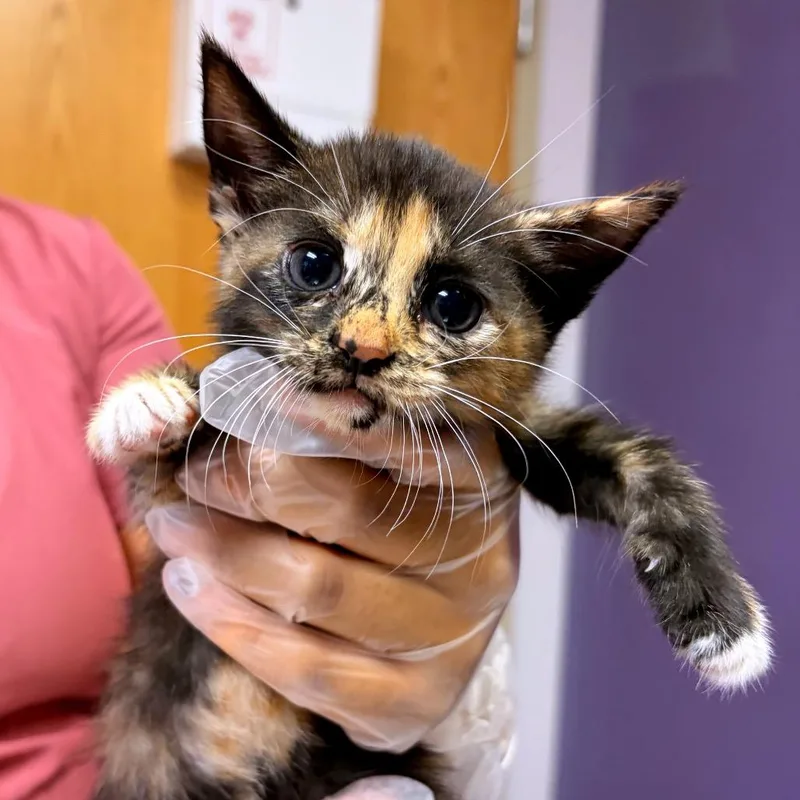 Peppercorn thumbnail 2